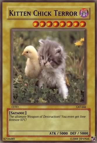 10_chat-poussin